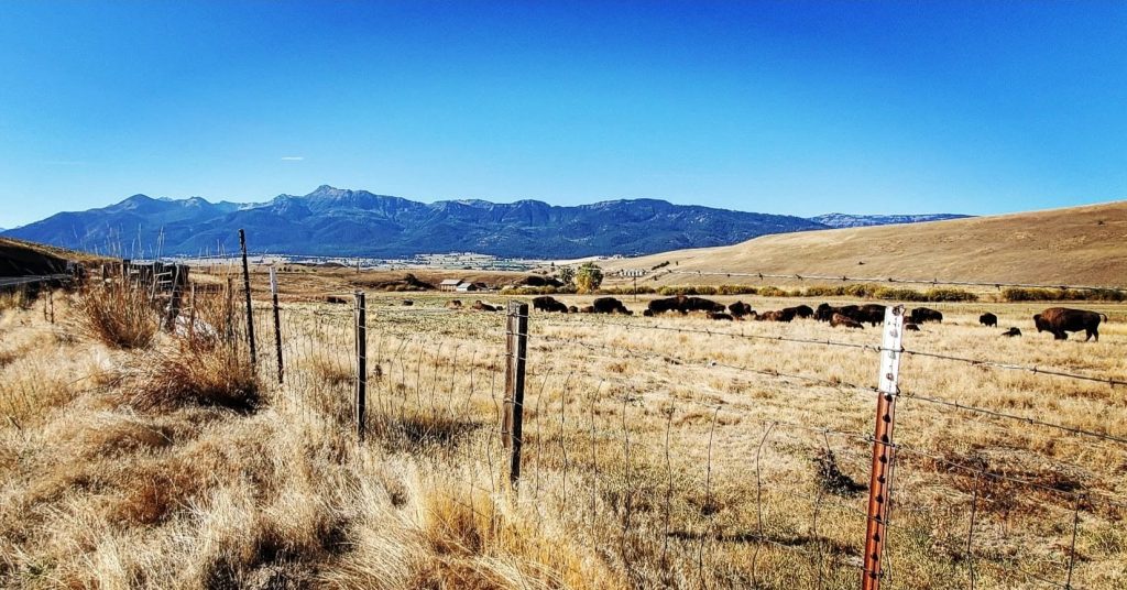 Strangel Bison Rinch, Enterprise Oregon, Northeast Oregon, Wallowa County, Grass Fed Meat, Sustainable Farming, Free Range, Working Family Farm, 7000 Acres, Roaming Buffalo, Where To Buy, By Appointment Visits, Support Local