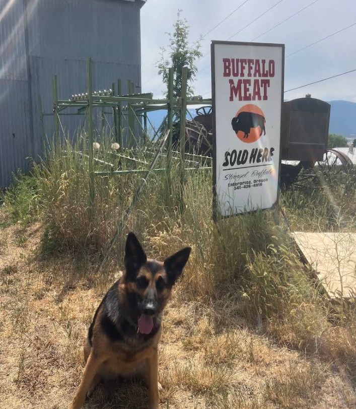 Strangel Bison Rinch, Enterprise Oregon, Northeast Oregon, Wallowa County, Grass Fed Meat, Sustainable Farming, Free Range, Working Family Farm, 7000 Acres, Roaming Buffalo, Where To Buy, By Appointment Visits, Support Local