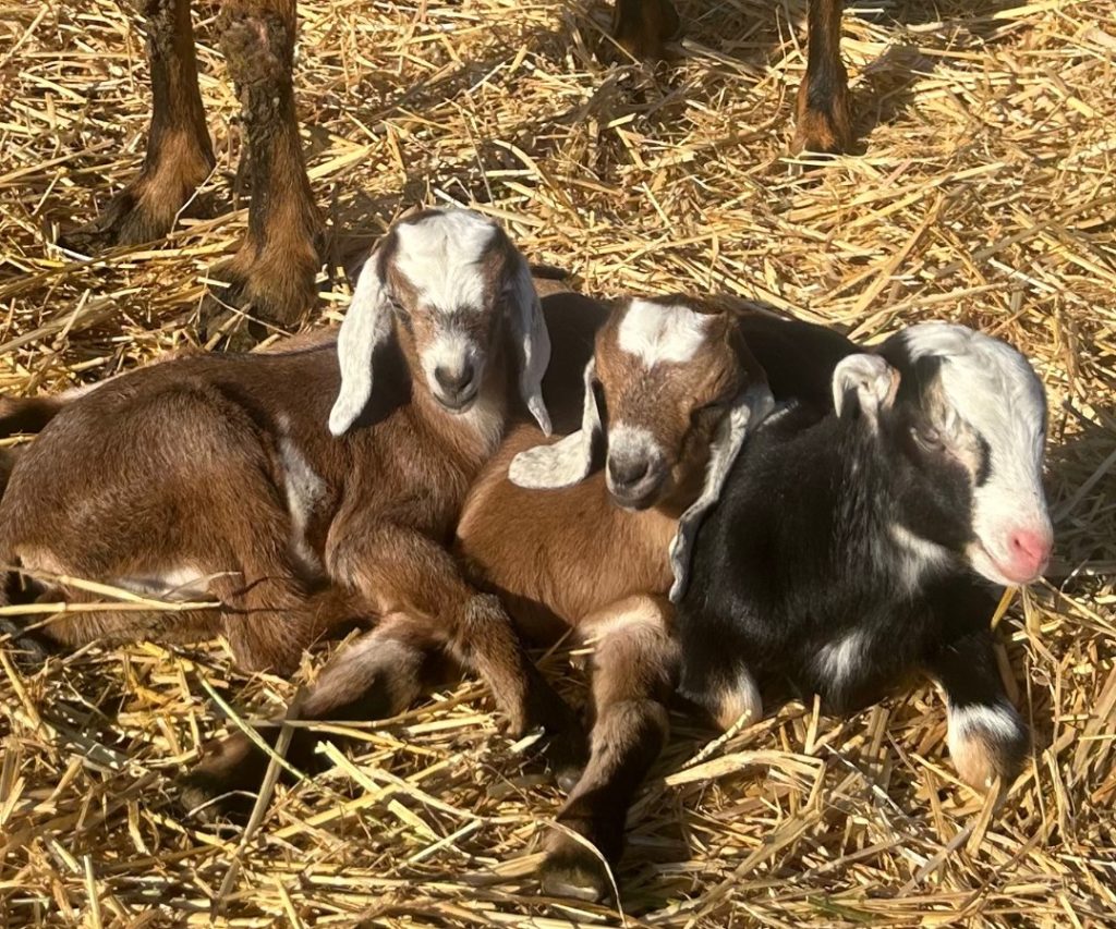 fraga farm, creamery, gales creek oregon, tualatin valley, baby goats, fresh cheese, gelato, goat-milk products, farm store, family friendly, PNW, places to go