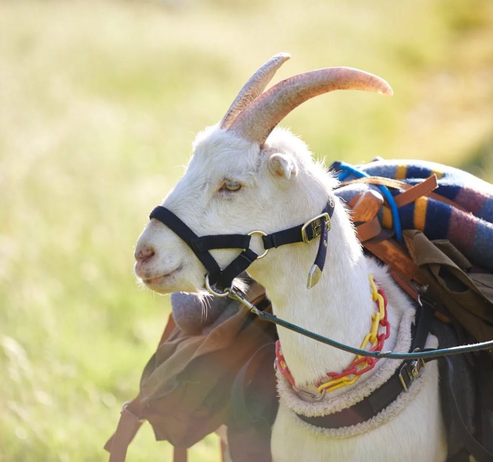 fraga farm, creamery, gales creek oregon, tualatin valley, baby goats, fresh cheese, gelato, goat-milk products, farm store, family friendly, PNW, places to go