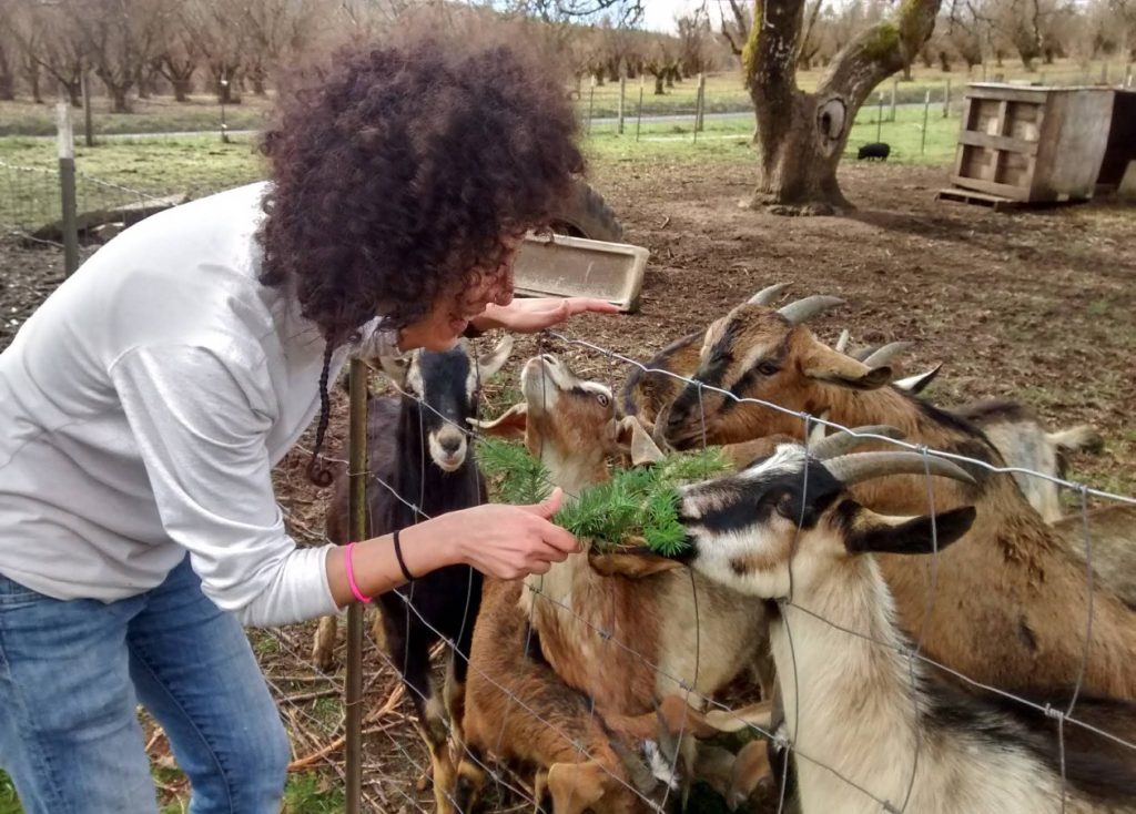 fraga farm, creamery, gales creek oregon, tualatin valley, baby goats, fresh cheese, gelato, goat-milk products, farm store, family friendly, PNW, places to go