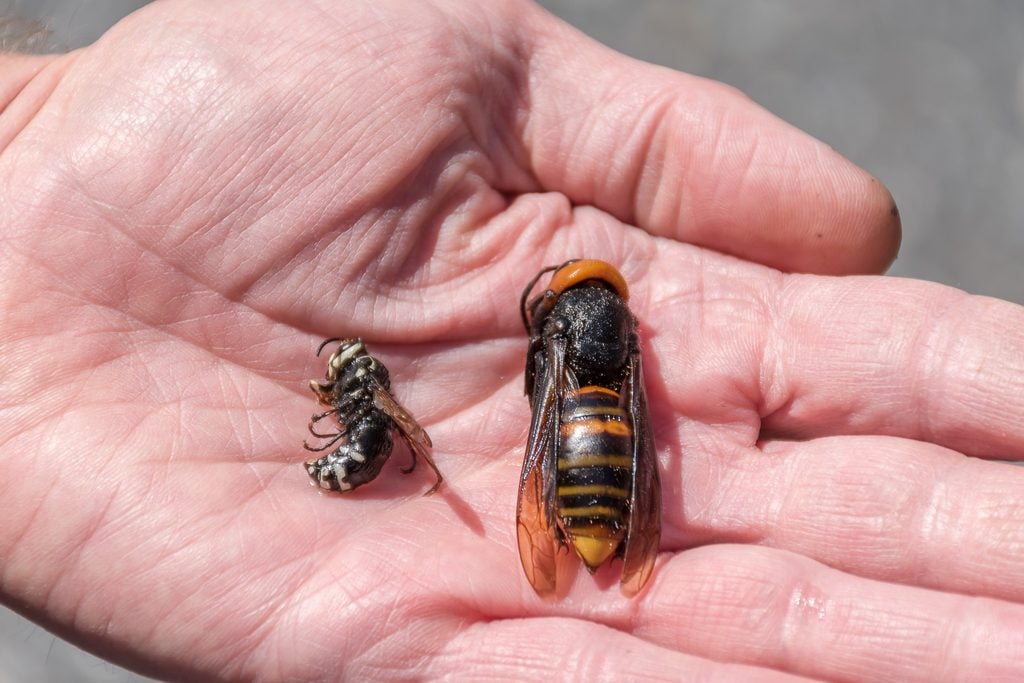 bees, oregon, humor, unofficial field guide, insects, mason bees, friend or foe, yellowjackets, bald faced hornet, PNW species
