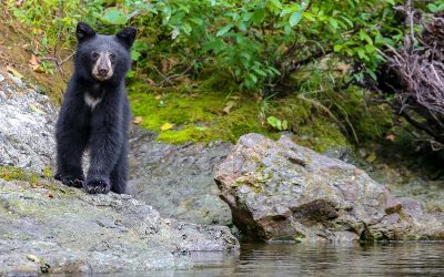 Oregon Campground Closed After Mother Bear and Cub Threaten Visitors