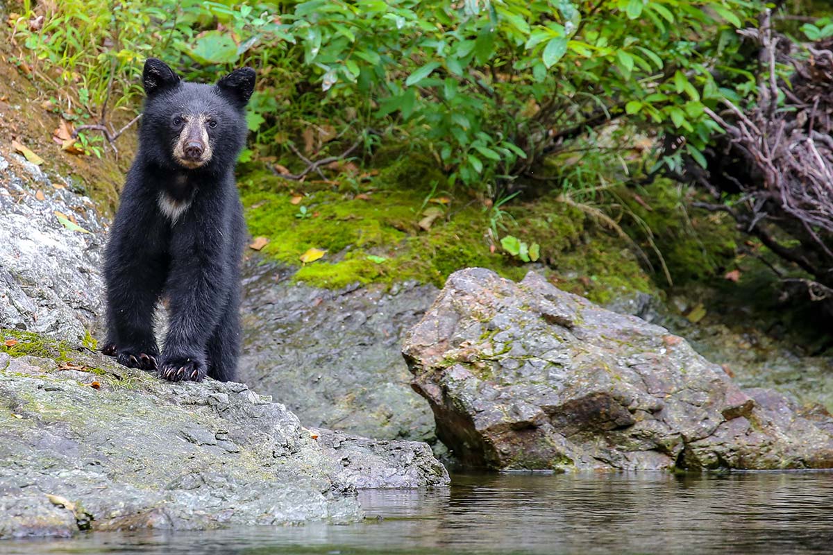 Wild,Black,Bear,Cub,On,The,Wild,And,Scenic,Rouge Black Bear on the Rogue River in Oregon