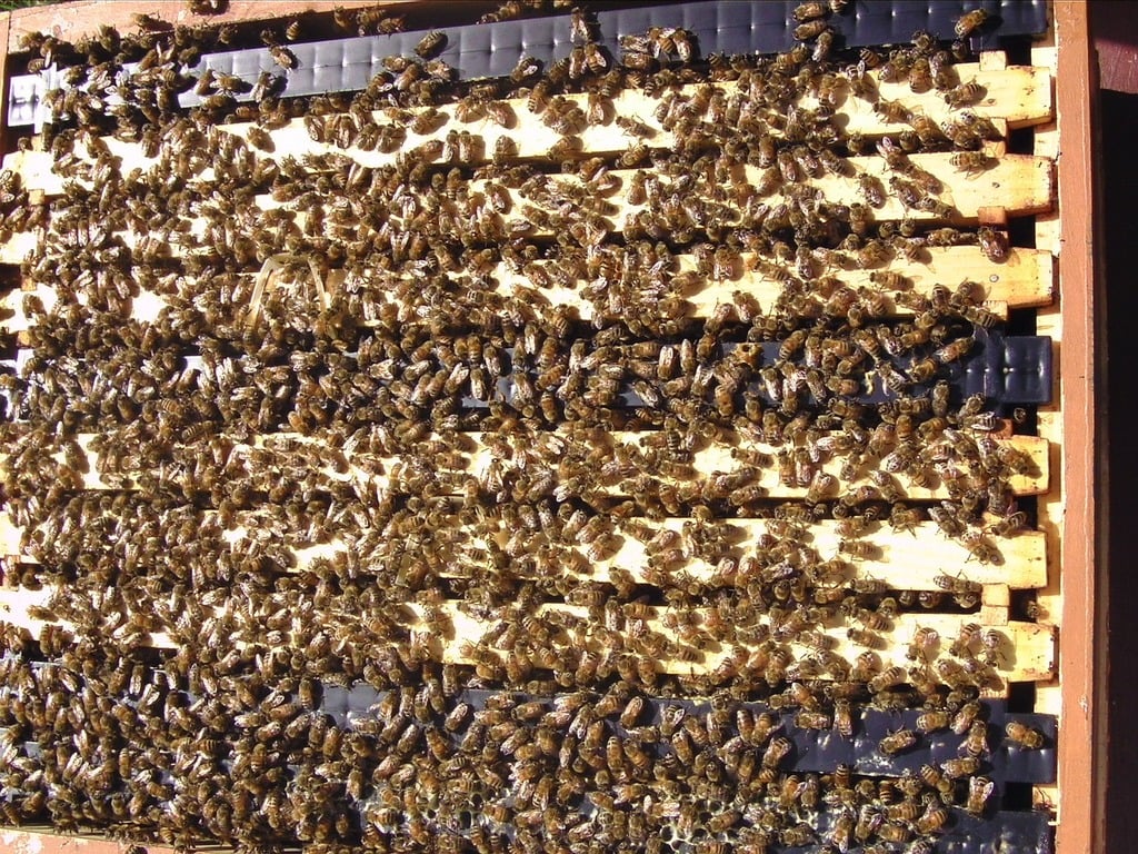bees, oregon, humor, unofficial field guide, insects, mason bees, friend or foe, yellowjackets, bald faced hornet, PNW species