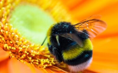 A Field Guide to Oregon’s Flying Stripey Things: Bees, Bumblebutts, Tiny Pollinators, and Ones That Definitely Aren’t Bees