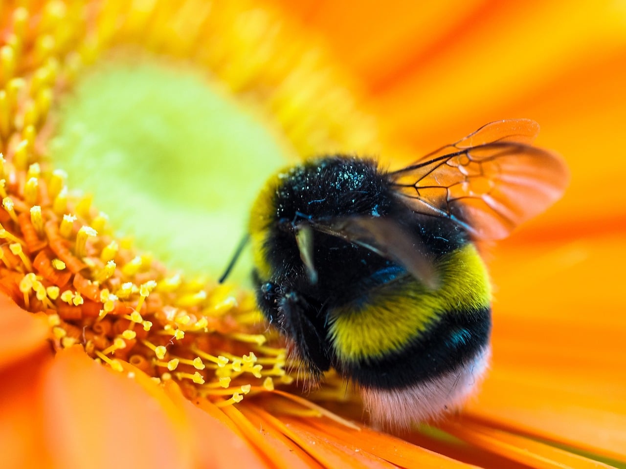 hummel-955815_1280 bees, oregon, humor, unofficial field guide, insects, mason bees, friend or foe, yellowjackets, bald faced hornet, PNW species