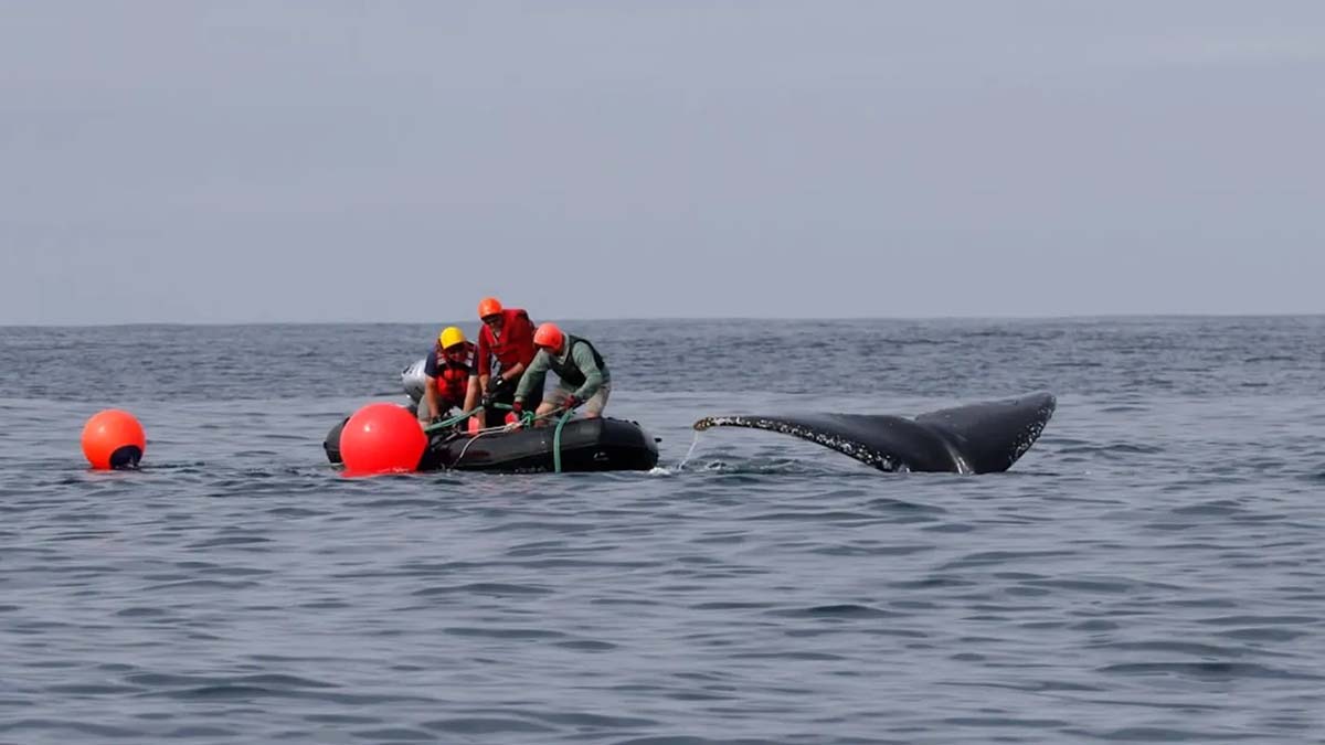 humpback-rescue