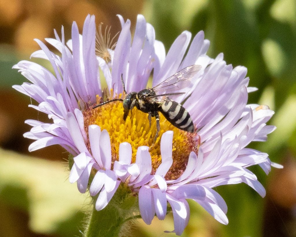 bees, oregon, humor, unofficial field guide, insects, mason bees, friend or foe, yellowjackets, bald faced hornet, PNW species