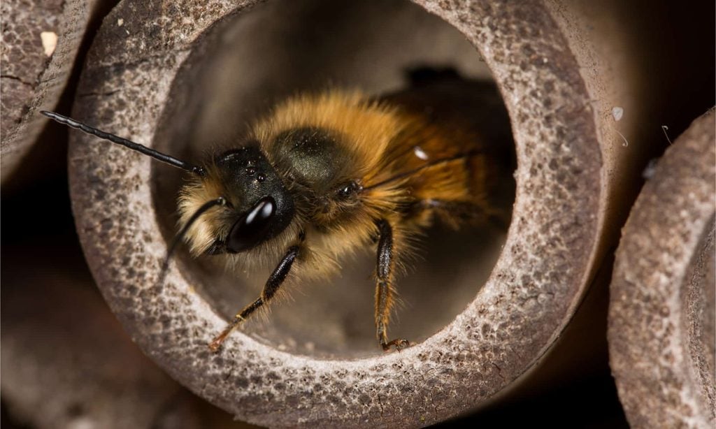 bees, oregon, humor, unofficial field guide, insects, mason bees, friend or foe, yellowjackets, bald faced hornet, PNW species