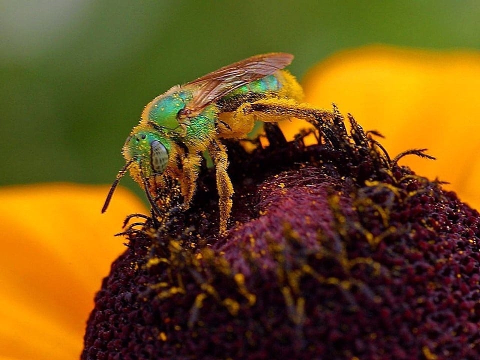 bees, oregon, humor, unofficial field guide, insects, mason bees, friend or foe, yellowjackets, bald faced hornet, PNW species