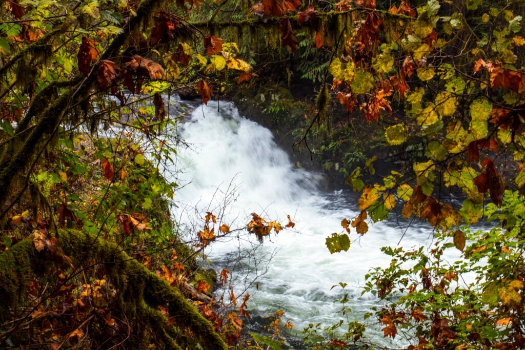Sweet Creek Falls in Oregon