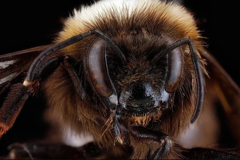bees, oregon, humor, unofficial field guide, insects, mason bees, friend or foe, yellowjackets, bald faced hornet, PNW species