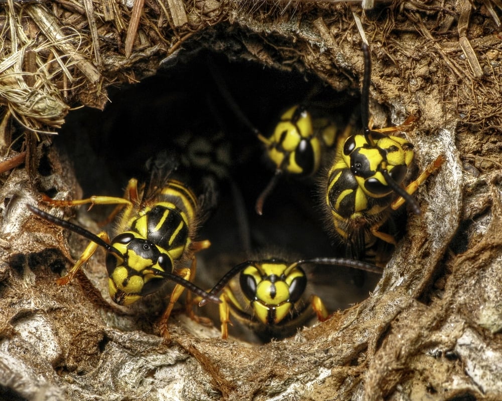 bees, oregon, humor, unofficial field guide, insects, mason bees, friend or foe, yellowjackets, bald faced hornet, PNW species