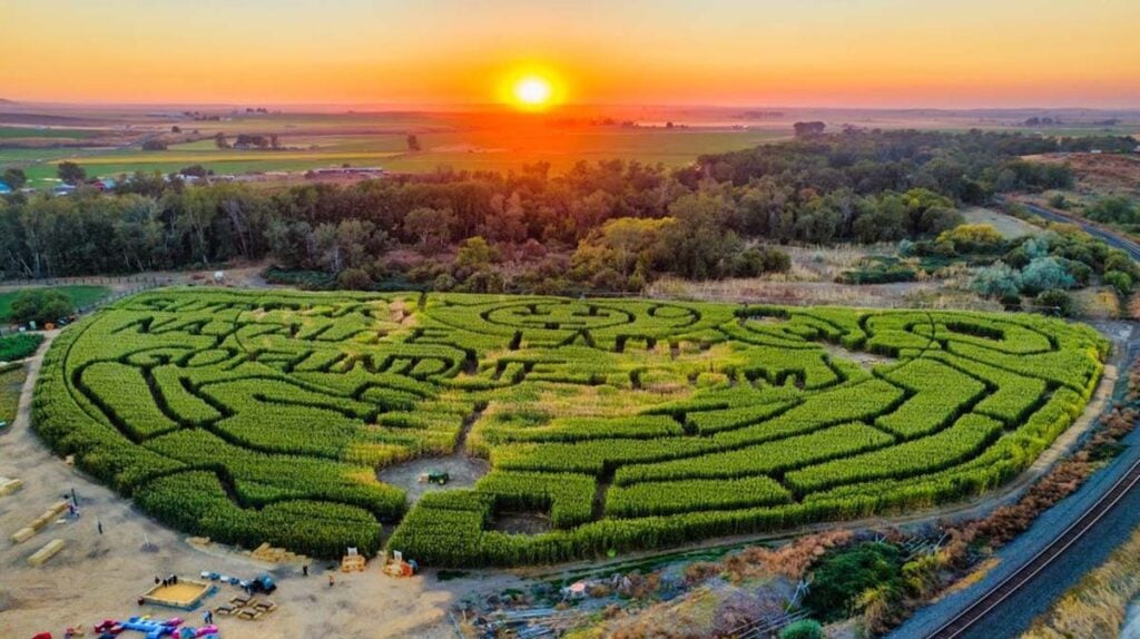 Echo Corn Maze & Pumpkin Patch