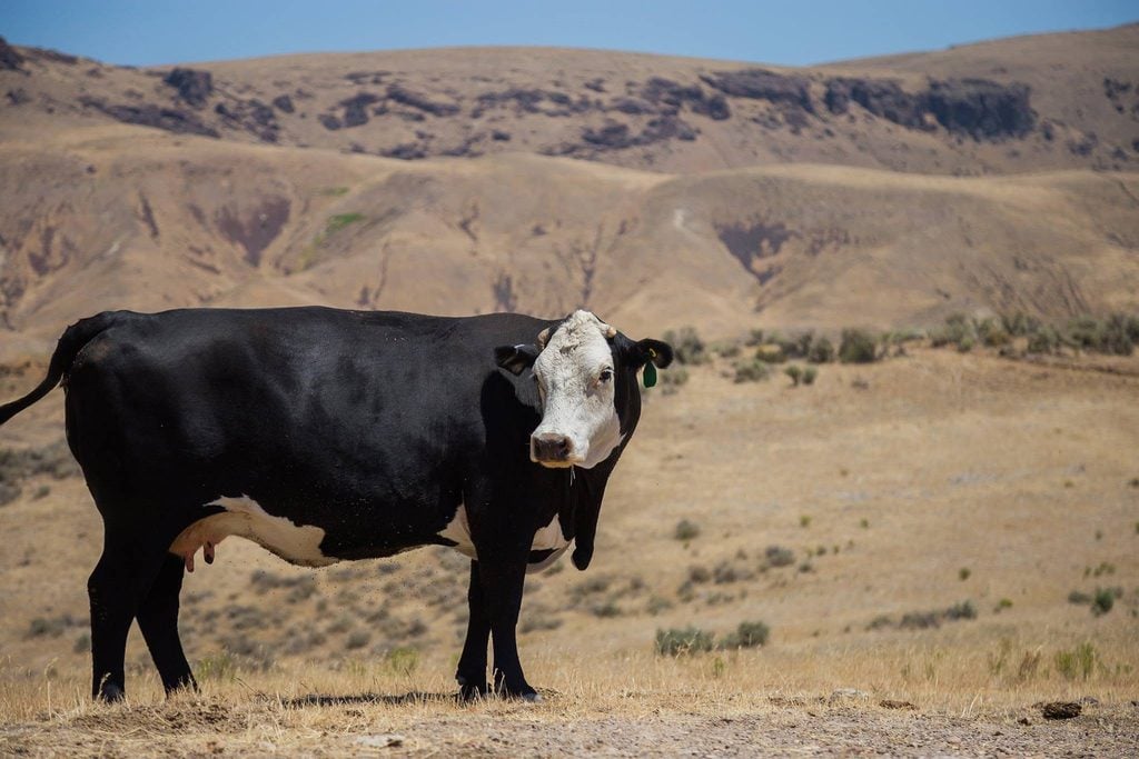The Two-Finger Wave, Rural Oregon, Courtesy, Steering Wheel Wave, Back Roads, Look Like a Local, Unspoken Rule, Driving Tips, Cow in the Road