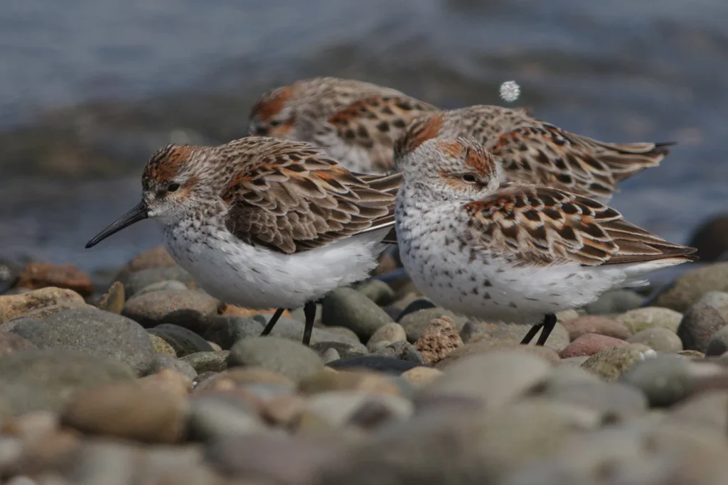 Celebrating Estuaries: Fall Migratory Birds
