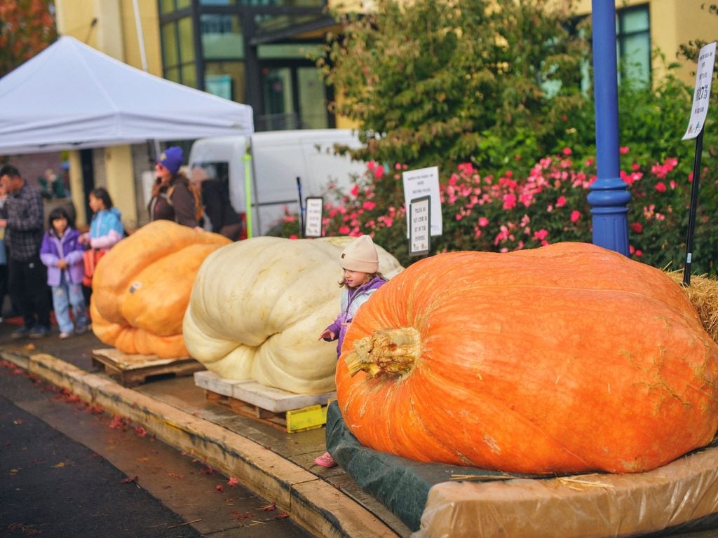 Giant Pumpkin Regatta, Tualatin Oregon, October 2026, Upcoming Events, Fall Things To Do, Autumn Fan, Halloween, Costumes, Foot Race, Pumpkin Judging, Family Fun