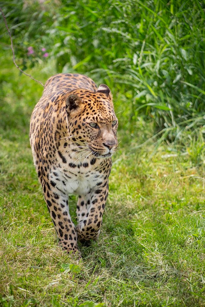west coast game park safari, bandon oregon, rescue, happy ending, wildcat sanctuary, minnesota, wildcat ridge, scotts mills, lion, lynx, jaguar, louie, bently, lyla, nasha, how you can help, donate, conservation, wildlife