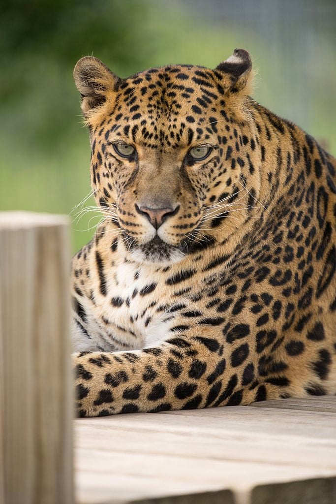 west coast game park safari, bandon oregon, rescue, happy ending, wildcat sanctuary, minnesota, wildcat ridge, scotts mills, lion, lynx, jaguar, louie, bently, lyla, nasha, how you can help, donate, conservation, wildlife