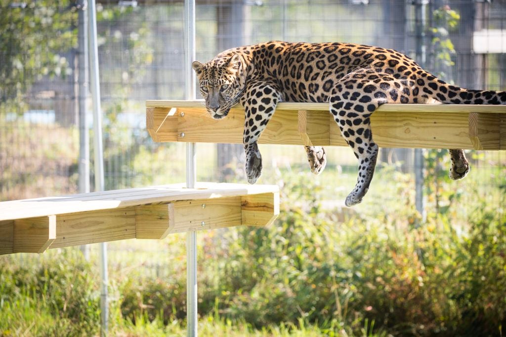 west coast game park safari, bandon oregon, rescue, happy ending, wildcat sanctuary, minnesota, wildcat ridge, scotts mills, lion, lynx, jaguar, louie, bently, lyla, nasha, how you can help, donate, conservation, wildlife