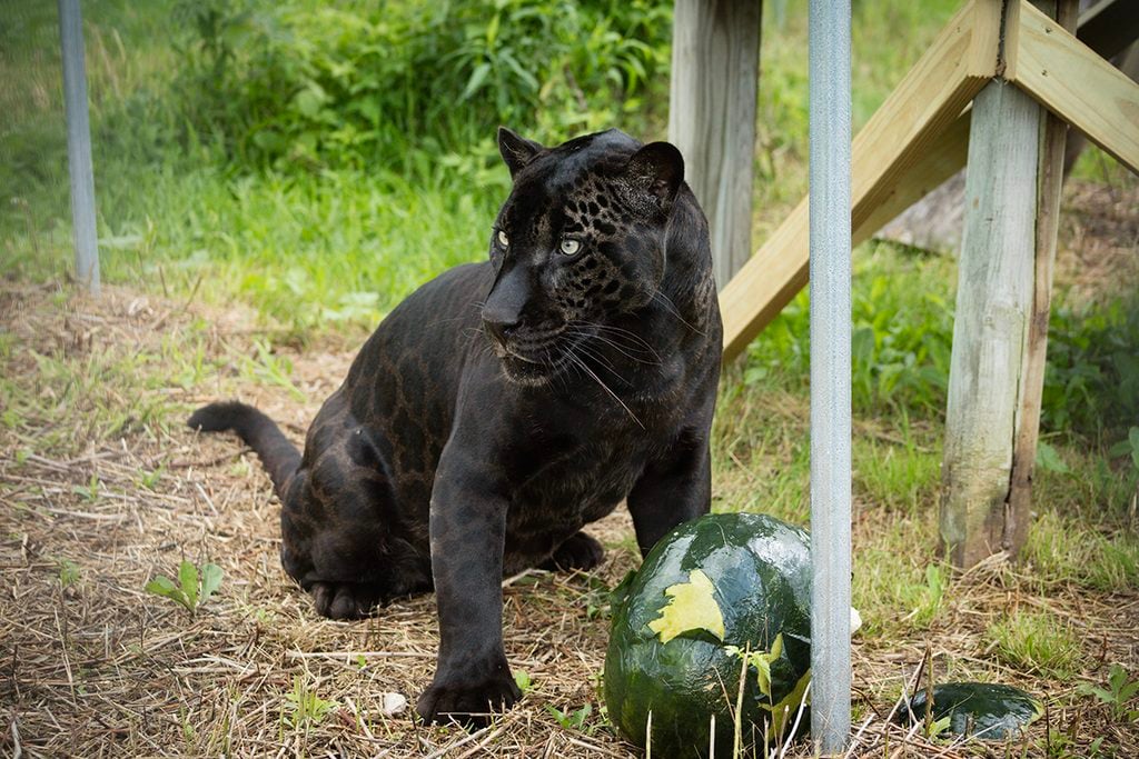 west coast game park safari, bandon oregon, rescue, happy ending, wildcat sanctuary, minnesota, wildcat ridge, scotts mills, lion, lynx, jaguar, louie, bently, lyla, nasha, how you can help, donate, conservation, wildlife