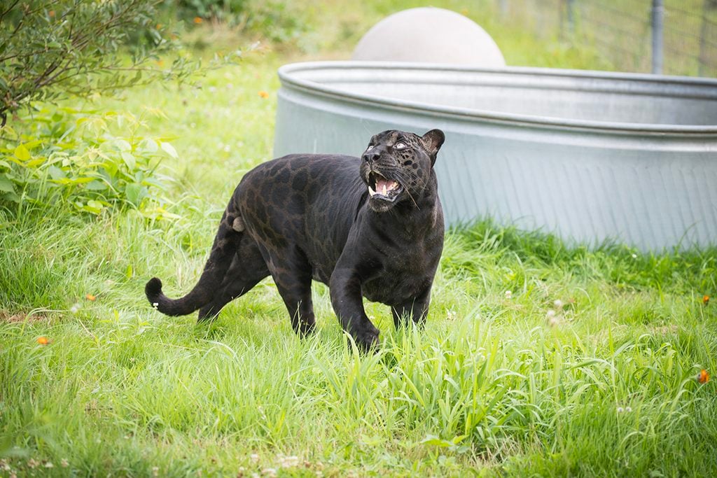 west coast game park safari, bandon oregon, rescue, happy ending, wildcat sanctuary, minnesota, wildcat ridge, scotts mills, lion, lynx, jaguar, louie, bently, lyla, nasha, how you can help, donate, conservation, wildlife