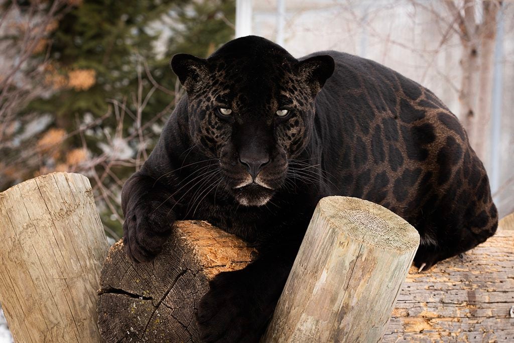 west coast game park safari, bandon oregon, rescue, happy ending, wildcat sanctuary, minnesota, wildcat ridge, scotts mills, lion, lynx, jaguar, louie, bently, lyla, nasha, how you can help, donate, conservation, wildlife
