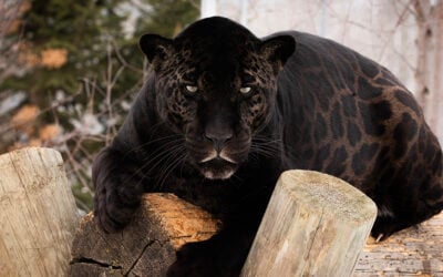 After Horror in Bandon, Four Rescued Big Cats Are Finally Learning What It Means to Feel Safe