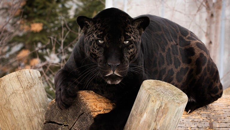 After Horror in Bandon, Four Rescued Big Cats Are Finally Learning What It Means to Feel Safe