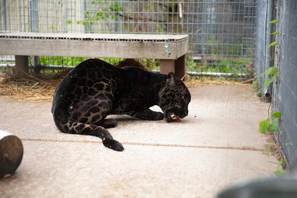 west coast game park safari, bandon oregon, rescue, happy ending, wildcat sanctuary, minnesota, wildcat ridge, scotts mills, lion, lynx, jaguar, louie, bently, lyla, nasha, how you can help, donate, conservation, wildlife