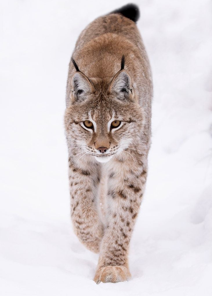 west coast game park safari, bandon oregon, rescue, happy ending, wildcat sanctuary, minnesota, wildcat ridge, scotts mills, lion, lynx, jaguar, louie, bently, lyla, nasha, how you can help, donate, conservation, wildlife