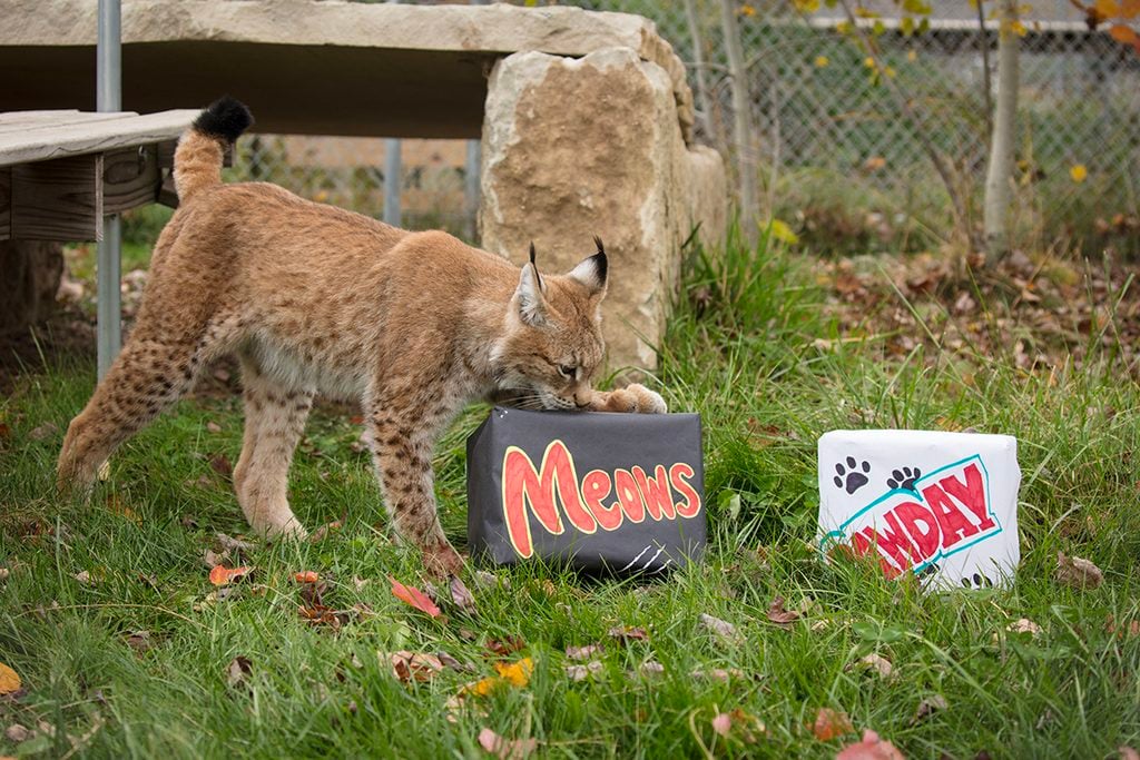west coast game park safari, bandon oregon, rescue, happy ending, wildcat sanctuary, minnesota, wildcat ridge, scotts mills, lion, lynx, jaguar, louie, bently, lyla, nasha, how you can help, donate, conservation, wildlife