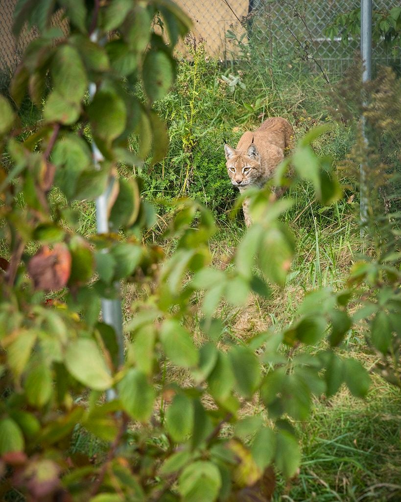west coast game park safari, bandon oregon, rescue, happy ending, wildcat sanctuary, minnesota, wildcat ridge, scotts mills, lion, lynx, jaguar, louie, bently, lyla, nasha, how you can help, donate, conservation, wildlife