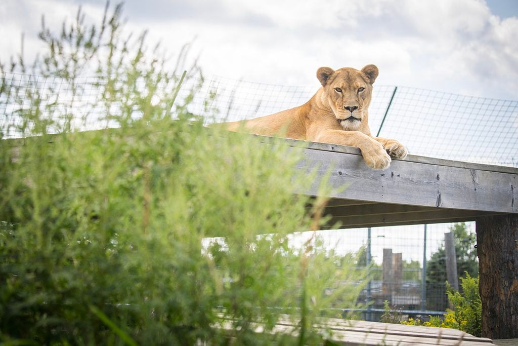 west coast game park safari, bandon oregon, rescue, happy ending, wildcat sanctuary, minnesota, wildcat ridge, scotts mills, lion, lynx, jaguar, louie, bently, lyla, nasha, how you can help, donate, conservation, wildlife