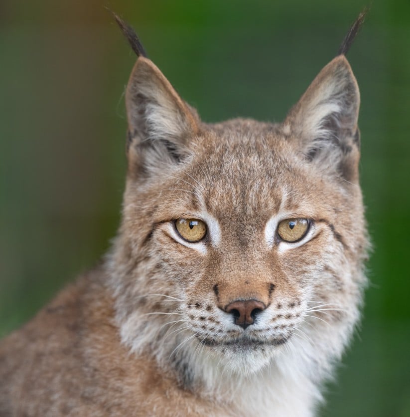 west coast game park safari, bandon oregon, rescue, happy ending, wildcat sanctuary, minnesota, wildcat ridge, scotts mills, lion, lynx, jaguar, louie, bently, lyla, nasha, how you can help, donate, conservation, wildlife
