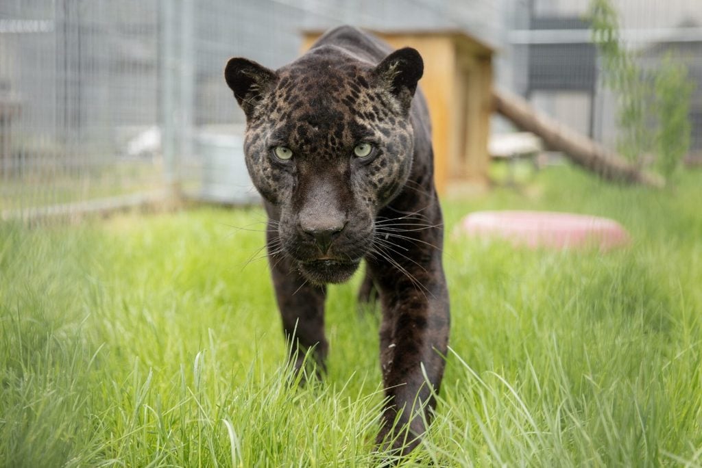 west coast game park safari, bandon oregon, rescue, happy ending, wildcat sanctuary, minnesota, wildcat ridge, scotts mills, lion, lynx, jaguar, louie, bently, lyla, nasha, how you can help, donate, conservation, wildlife