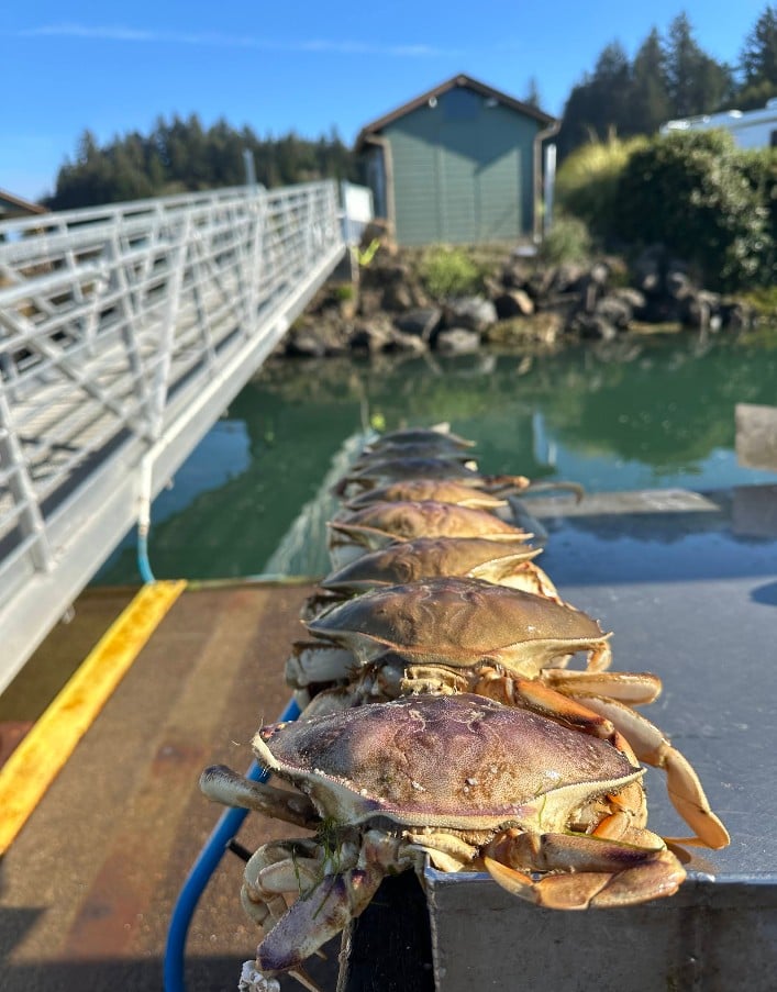 McKinley's RV & Marina, Oregon Coast, Waldport, Alsea Bay, Crabbing Boat Rentals, Campground, Dungeness Crab, Waterfront Camping, Places to Go, Things To Do