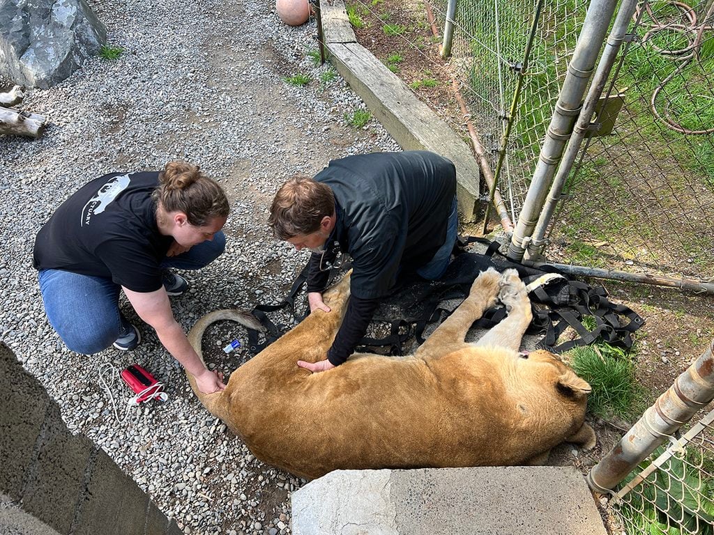 west coast game park safari, bandon oregon, rescue, happy ending, wildcat sanctuary, minnesota, wildcat ridge, scotts mills, lion, lynx, jaguar, louie, bently, lyla, nasha, how you can help, donate, conservation, wildlife