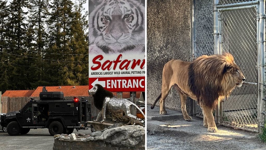 Split image of an Oregon State Police vehicle outside West Coast Game Park Safari and a lion standing inside a chain-link enclosure near Bandon, Oregon.