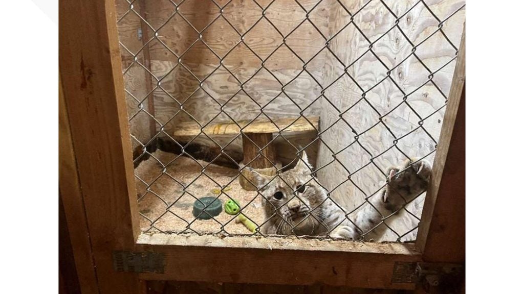 Eurasian lynx inside an enclosure at West Coast Game Park Safari near Bandon, Oregon.