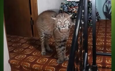 Police Respond to a Burglary Call and Find a Large Bobcat Upstairs