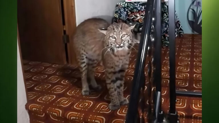 Police Respond to a Burglary Call and Find a Large Bobcat Upstairs