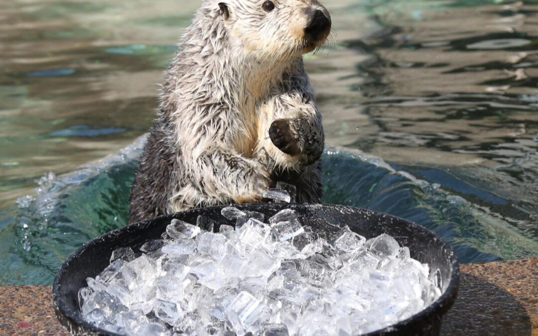 Is the Oregon Coast Aquarium Worth It? An Honest 2026 Newport Guide