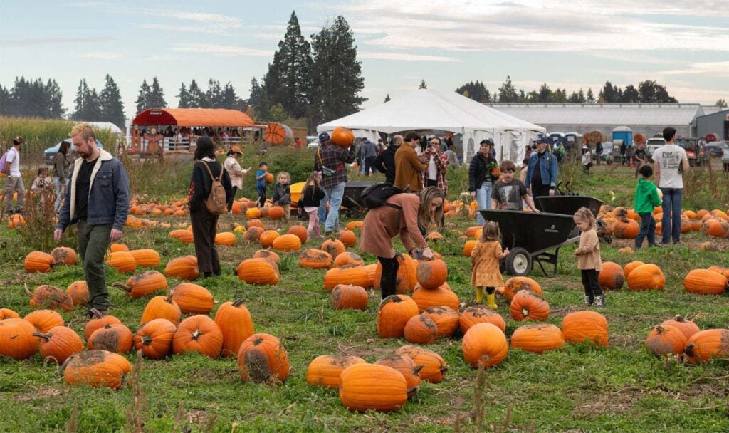 people picking pumpkins at Bauman Farms