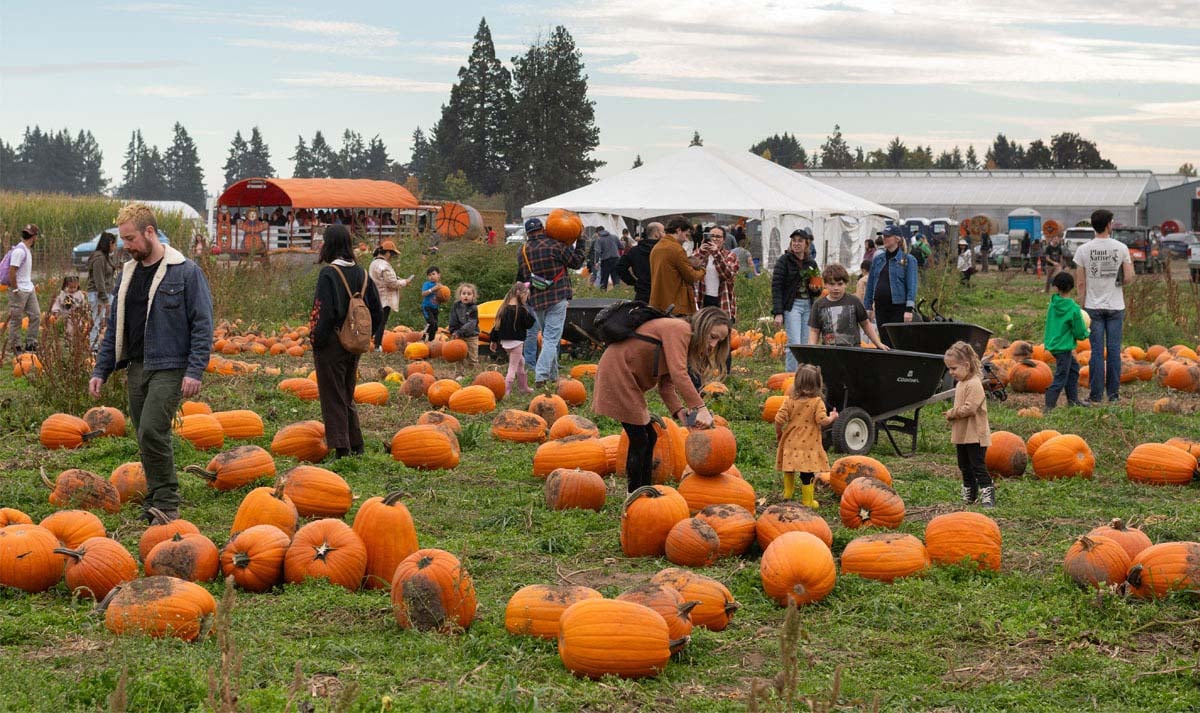 imgi_2_best-pumpkin-patch-oregon-baumans people picking pumpkins at Bauman Farms