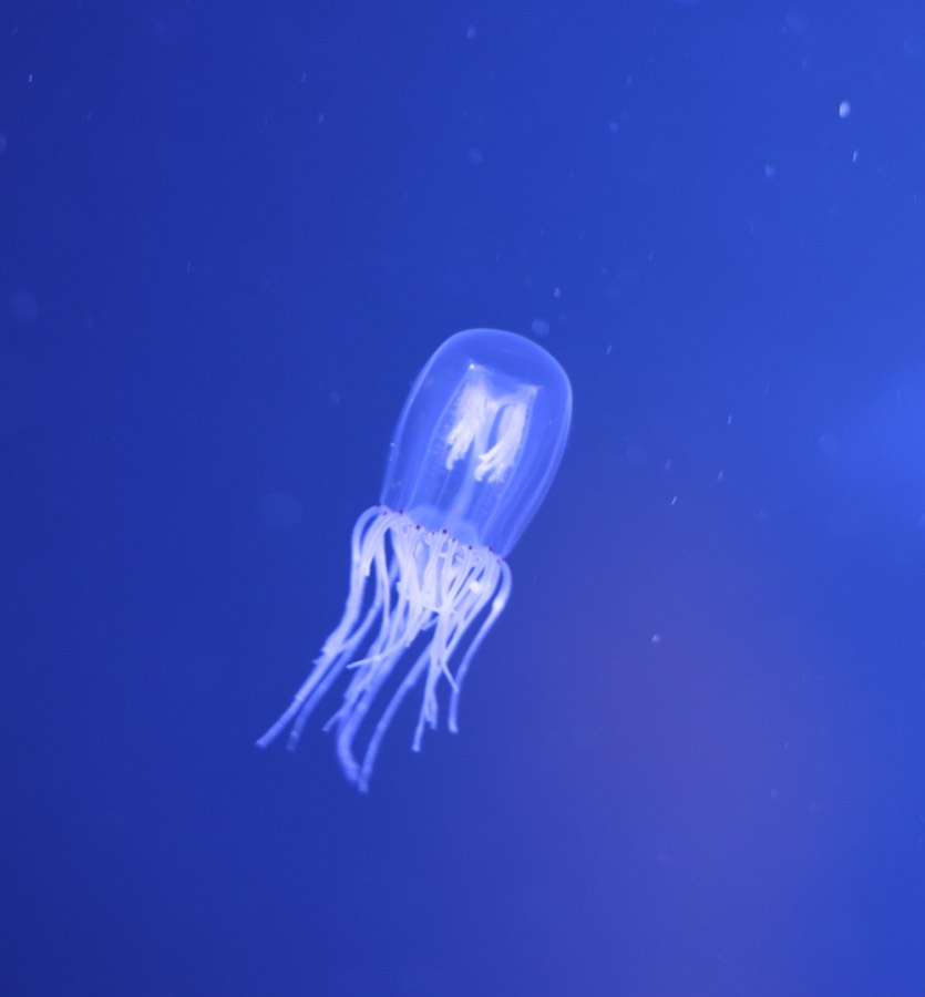 A jelly drifting in a blue Aquarium gallery