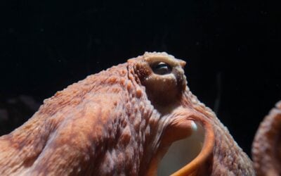 The Oregon Coast Aquarium Is Giving Octopuses Their Own Day This October