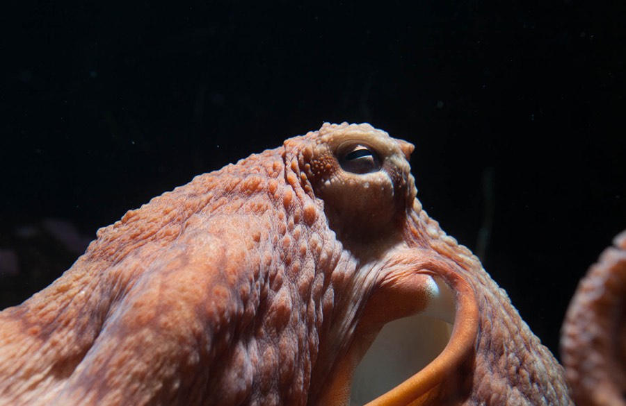 Giant Pacific octopus at the Oregon Coast Aquarium