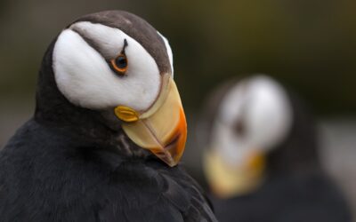 The Perfect Newport Day With Kids: Aquarium, Sea Lions, Beach and Dinner